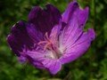 bloody cranesbill (later)