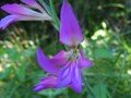 field gladioli