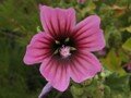 tree mallow