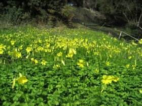 Bermuda Buttercups at Arillas