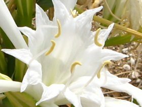 Sea daffodil