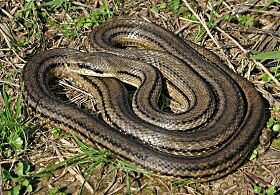 Four-lined Snake