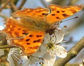 Comma butterfly on blossom