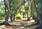 Photograph of olive groves near Theo's Hotel at Agios Georgios in north west Corfu