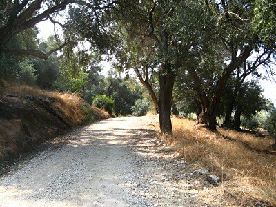 Cool olive groves